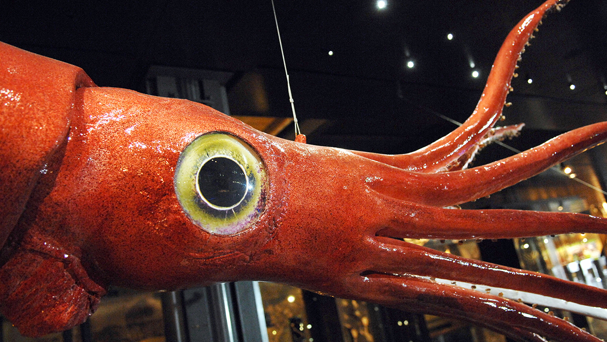 HidSquid